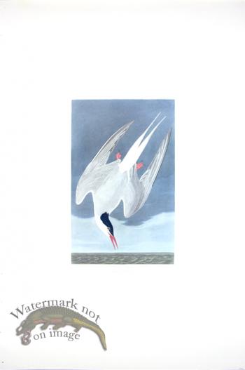 Artic Tern